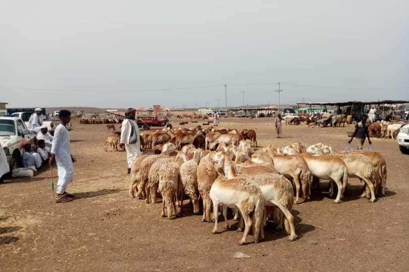 الخرطوم.. تحديد أماكن بيع الأضاحي بالوزن