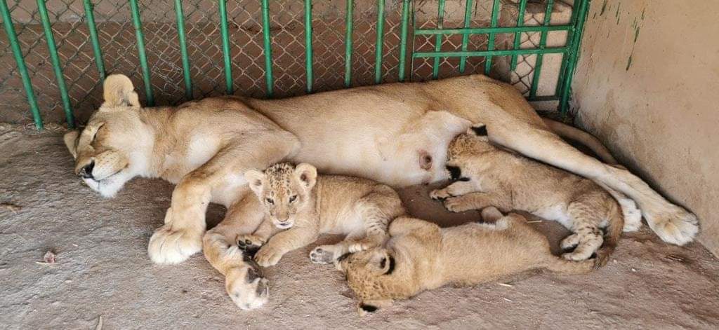 حكاية ثلاثة اسود