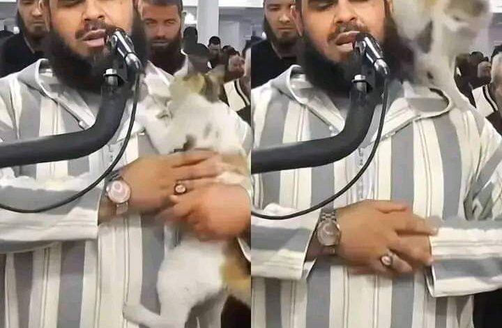 وليد مهساس يعلق على فيديو القطة.. وتعليقات غير المسلمين تملأ الأسافير