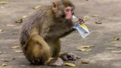 القرود تتجول بالخرطوم