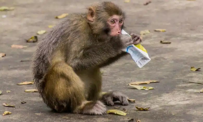 القرود تتجول بالخرطوم